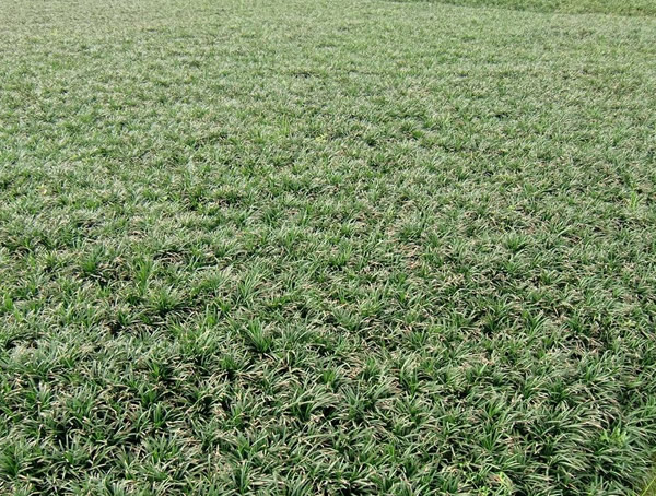 玉龙草发黄是什么原因？