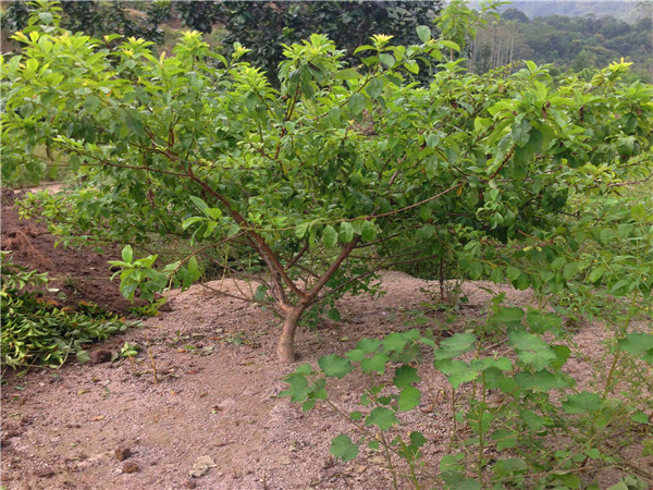 李子树苗怎么栽种植？