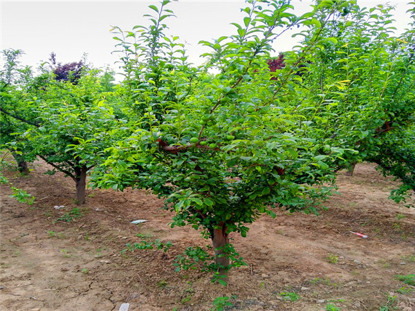 李子树如何修剪、管理？