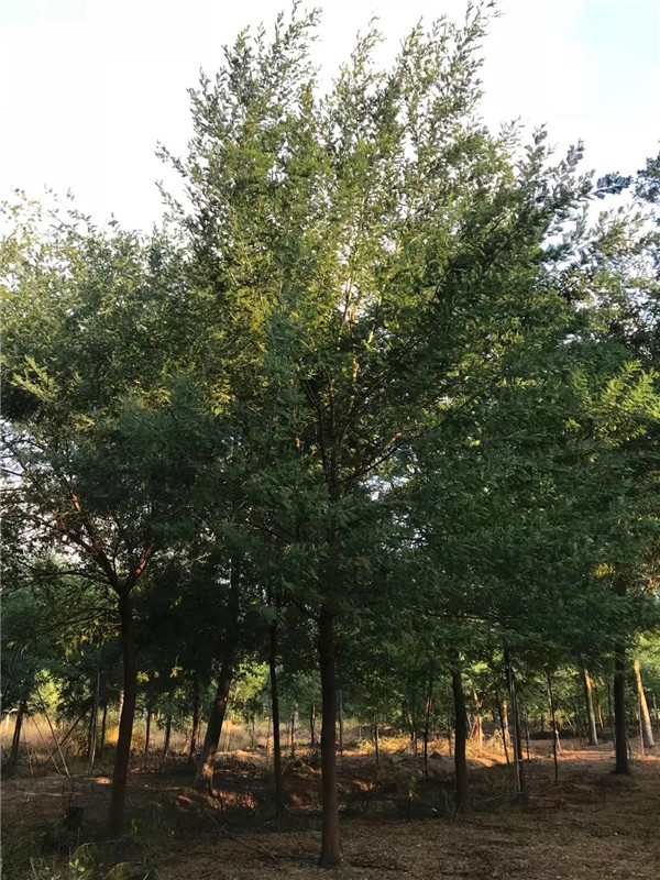 金合欢与合欢的区别是什么？