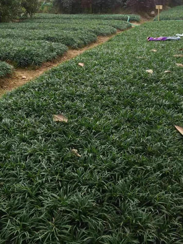 玉龙草如何养护？方法有哪些？