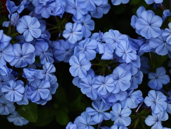 蓝花丹与蓝雪花的区别有哪些？