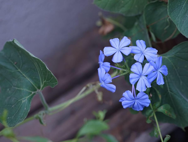 蓝花丹怎么扦插？方法有哪些？