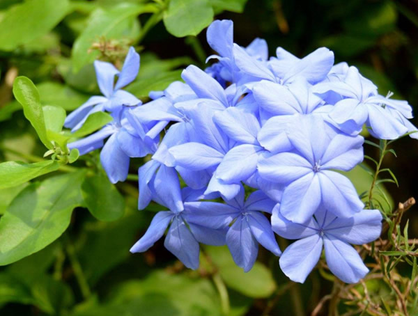 蓝花丹花语是什么？有哪些寓意和象征意义？