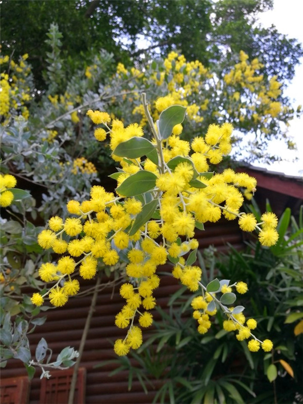 金合欢怎么样？