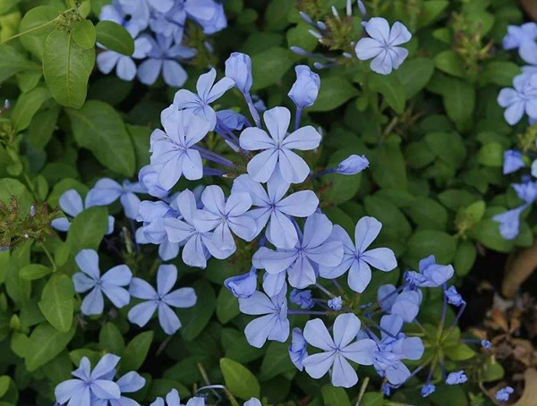 蓝花丹的功效与作用有哪些？