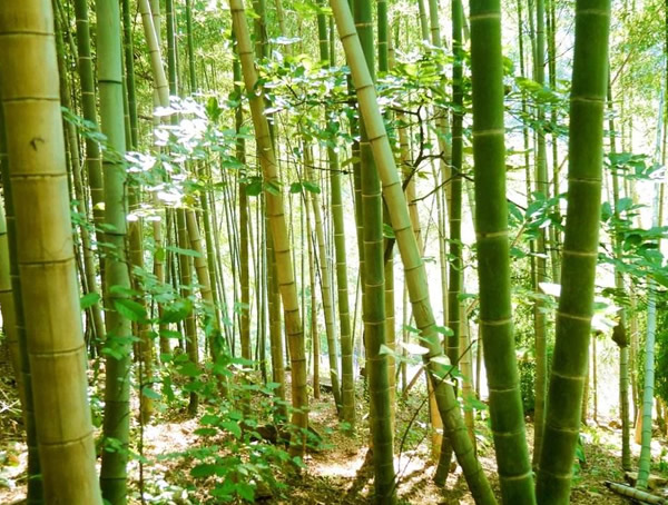 巨龙竹生长条件是怎样的？巨龙竹适合在哪里生长？