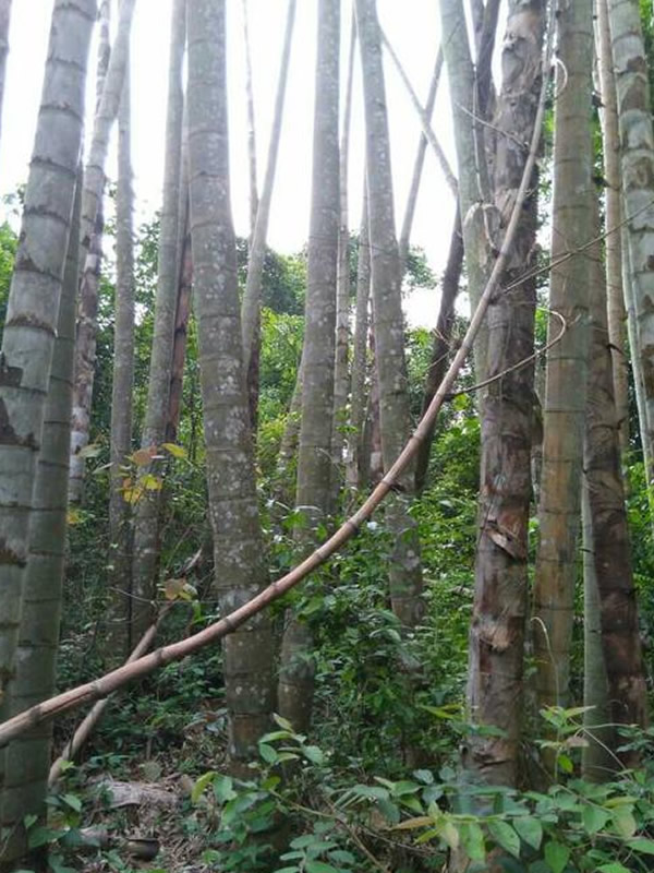 巨龙竹温州能种吗？