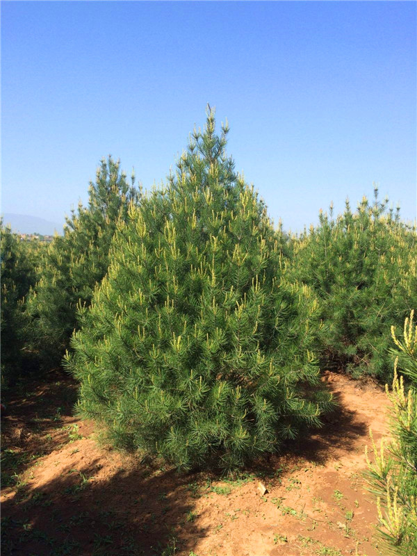 白皮松是什么植物？白皮松什么时候修剪？