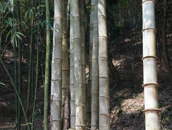 巨龙竹产地在哪里？