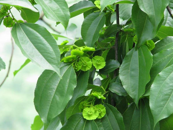 铜钱树怎么养才能茂盛？