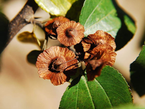 铜钱树秋天怎么浇水？