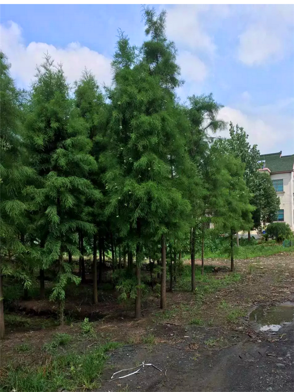 池杉的作用是什么？