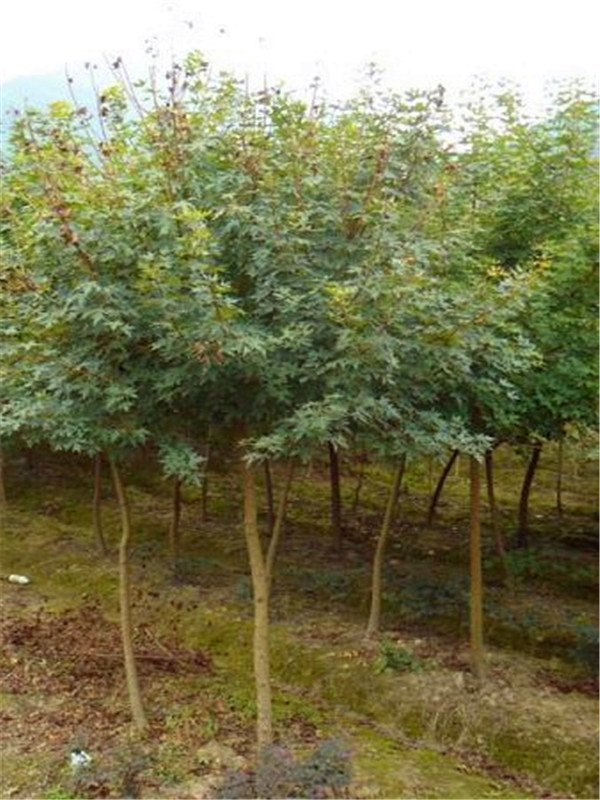 五角枫什么时候种植？什么时候修剪？