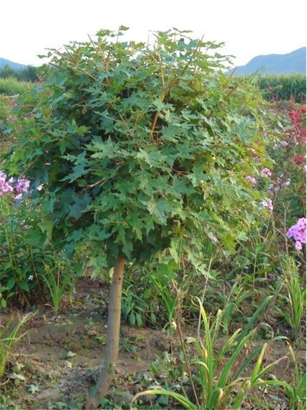 五角枫病害有哪些？五角枫前景怎么样？