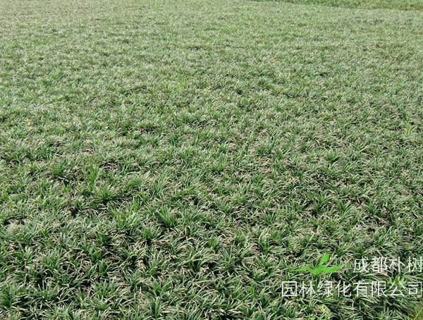 玉龙草发黄是什么原因？