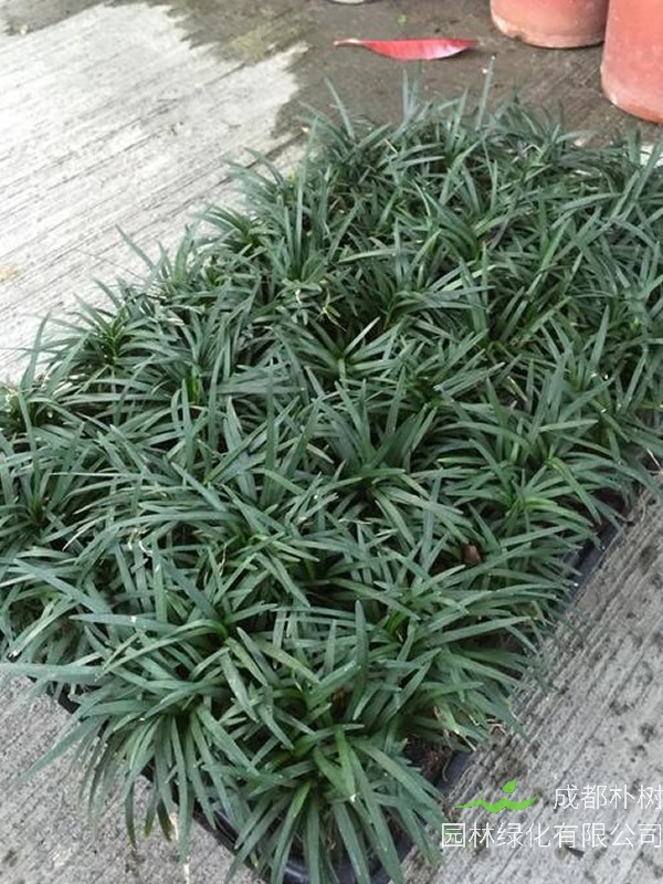 玉龙草种植方法及病虫害防治方法介绍