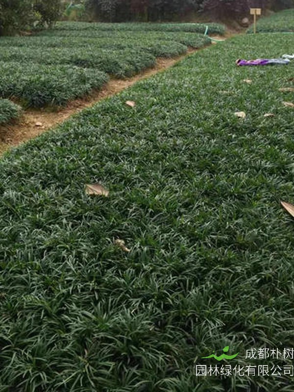 玉龙草如何养护？方法有哪些？