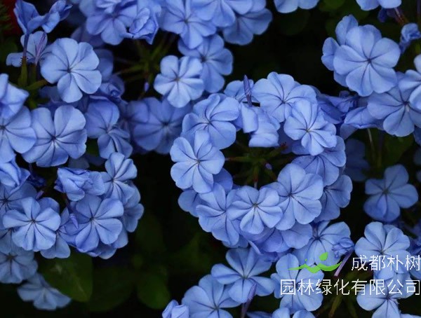 蓝花丹与蓝雪花的区别有哪些？