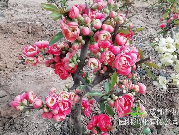 长寿乐海棠的养殖方法有哪些?