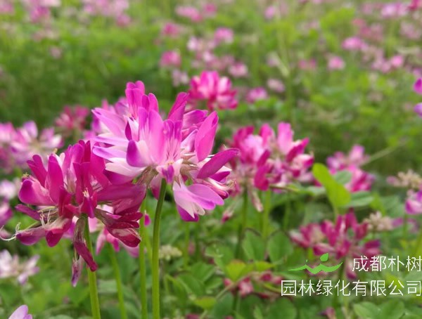 紫云英为什么能做绿肥？