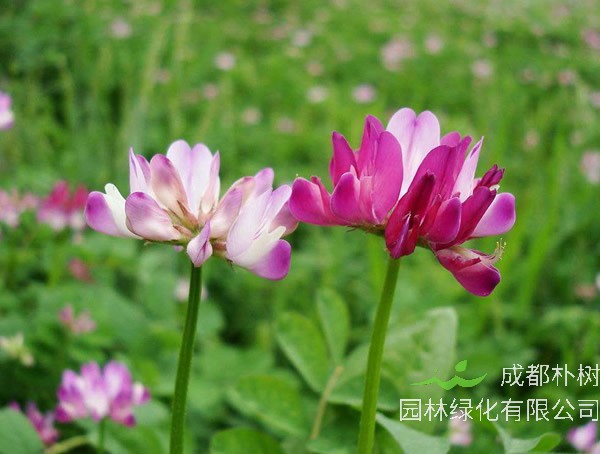 紫云英一年可种几次？什么时间播种最好？