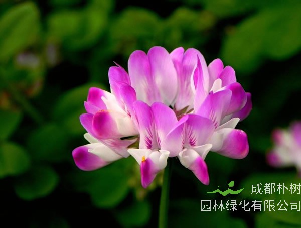 紫云英种植方法和时间详细介绍