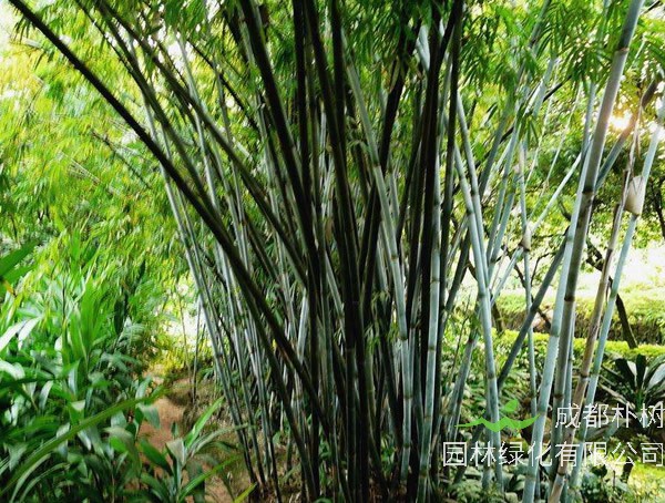 粉单竹的特点有哪些？