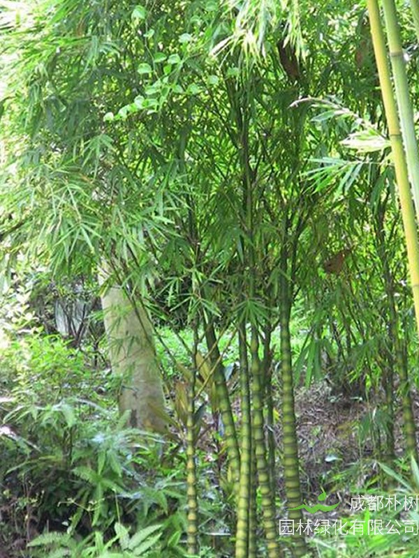 粉单竹有什么用途？