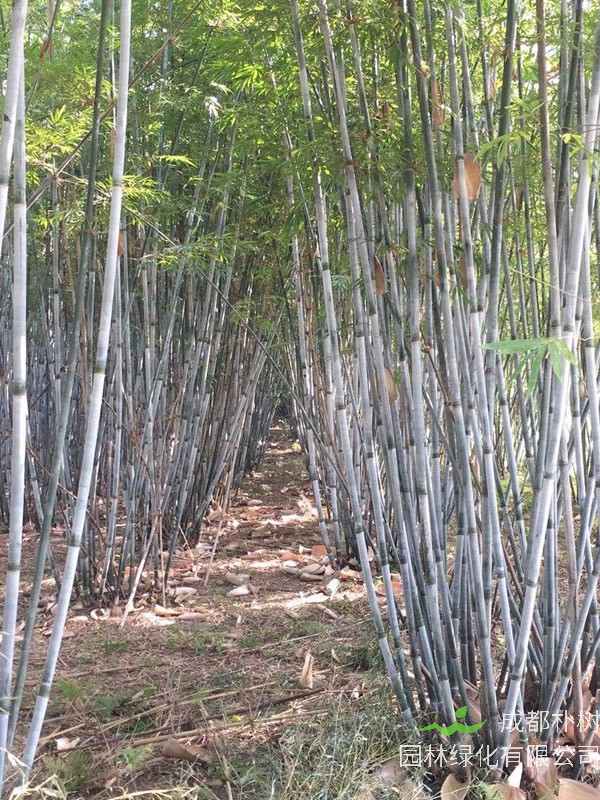 粉单竹是乔木吗？