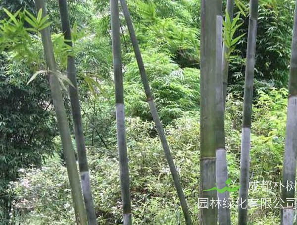 粉单竹产地在哪儿？