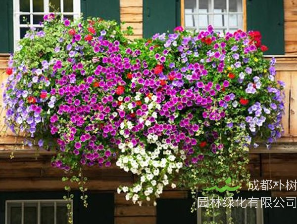 垂吊矮牵牛怎么修剪才最好看？