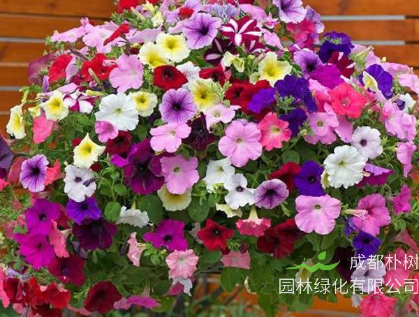 垂吊矮牵牛可以养几年？