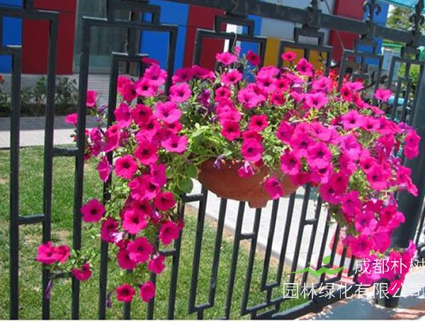 垂吊矮牵牛用什么土种植比较好？