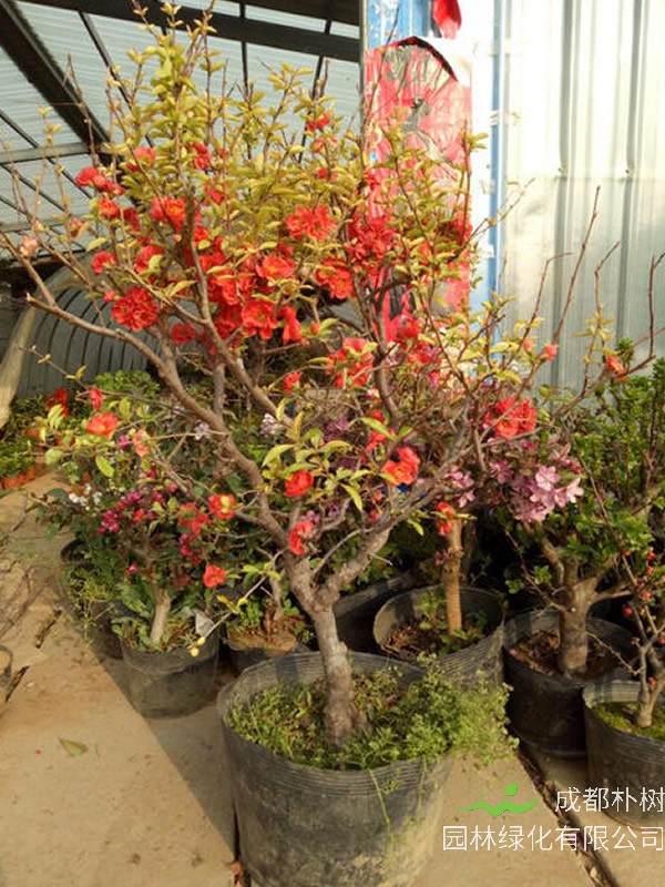 长寿乐海棠和长寿冠海棠区别有哪些？