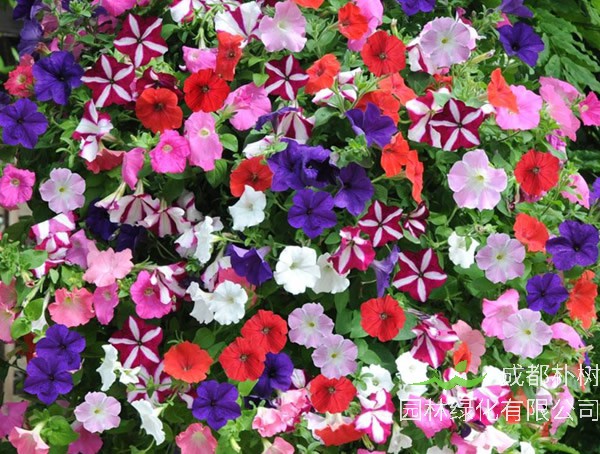 垂吊矮牵牛什么时候播种？