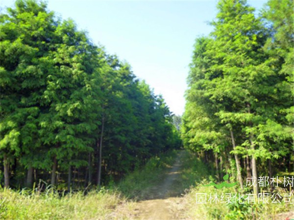 落羽杉和水杉如何区分？