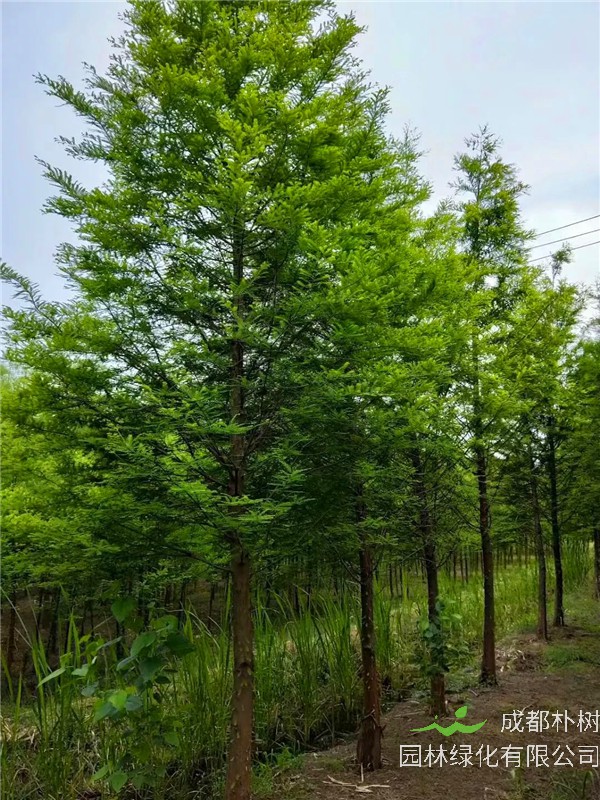 落羽杉如何种植？