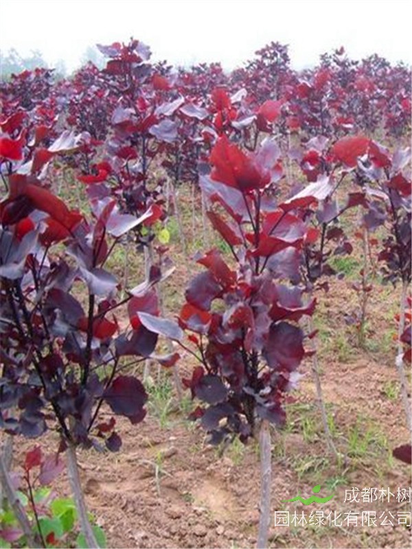 红叶杨怎么种植？怎么管理？