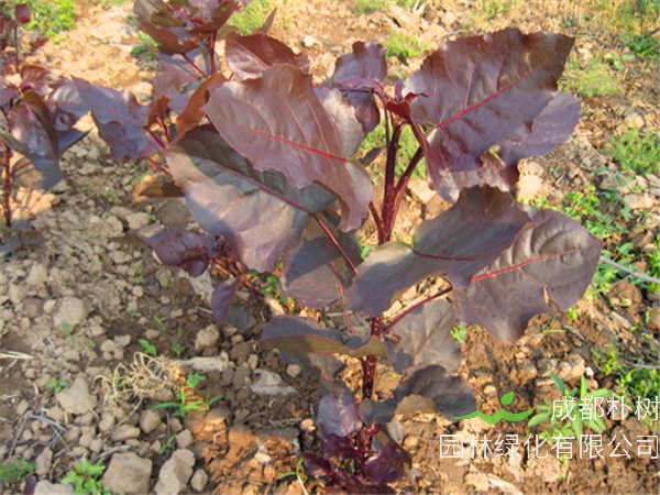 红叶杨特点是怎么样的？