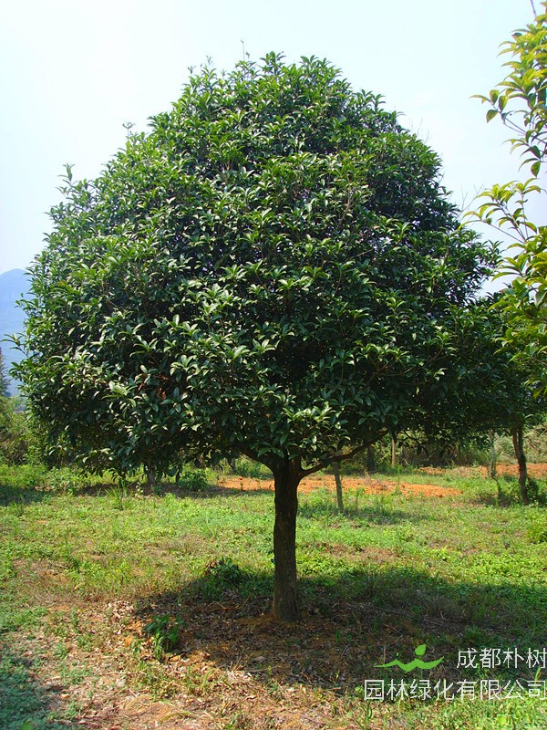 金桂如何嫁接？如何修剪？