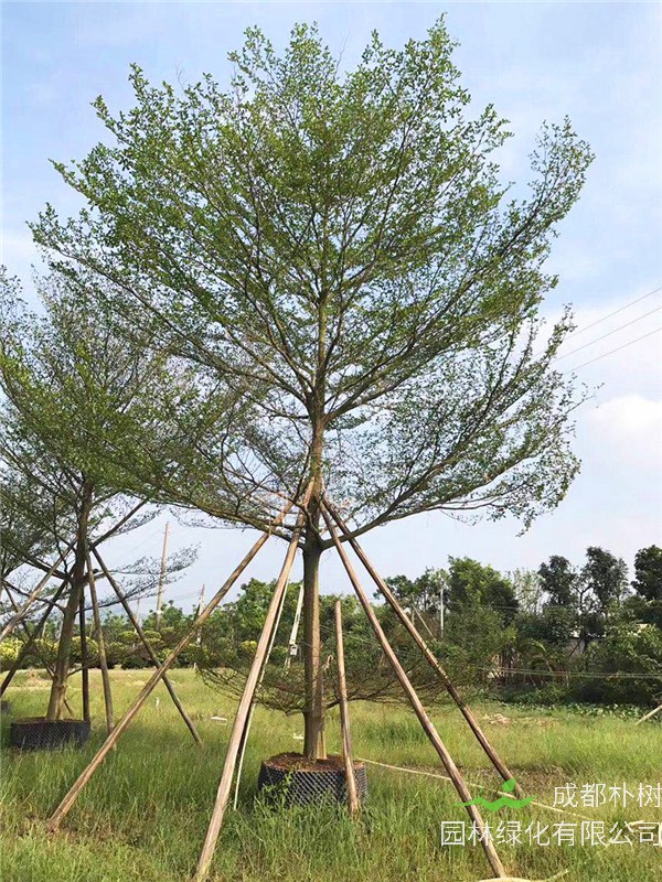 小叶榄仁怎么养护？