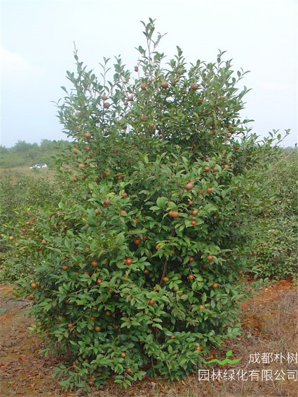 油茶树的品种有哪些？