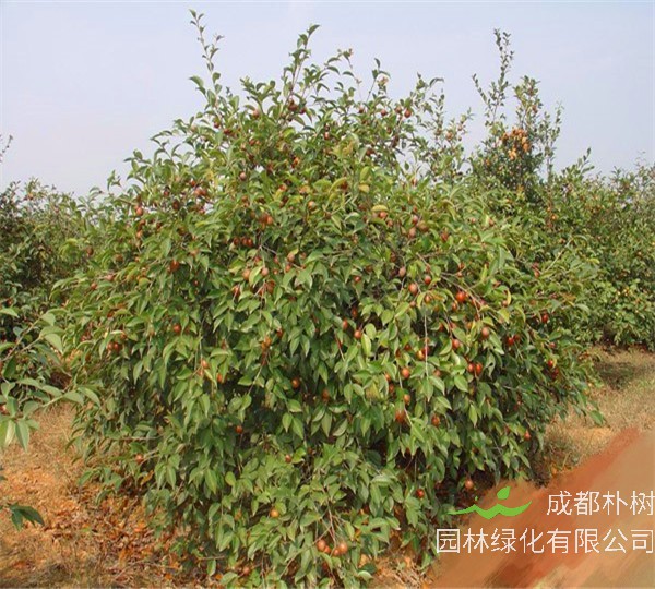 油茶树-树苗如何种植？