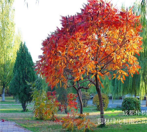 火炬树果实能吃吗？