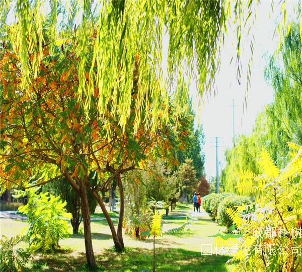 火炬是什么树？火炬树什么时候栽植？