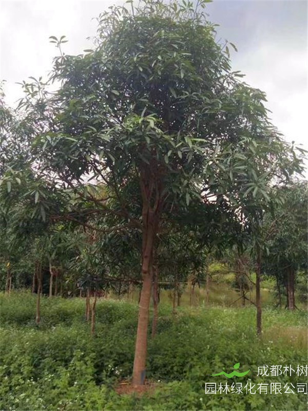 扁桃树如何种植？如何养护？