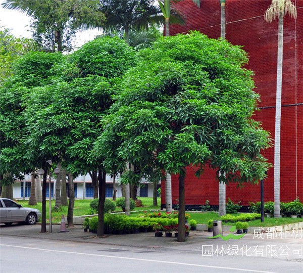 扁桃树移植方法/步骤是怎么样的？