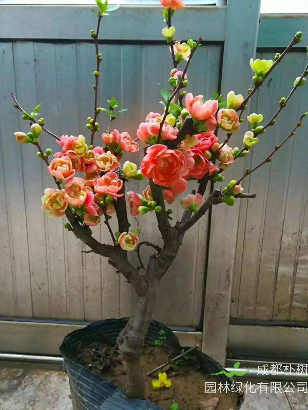 长寿乐海棠为什么夏天掉叶子?