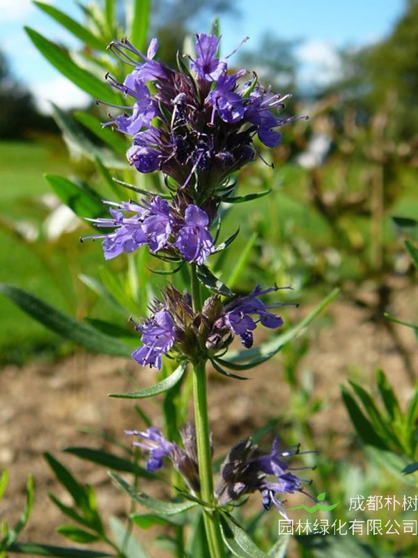 神香草的功效与作用禁忌分别有哪些？